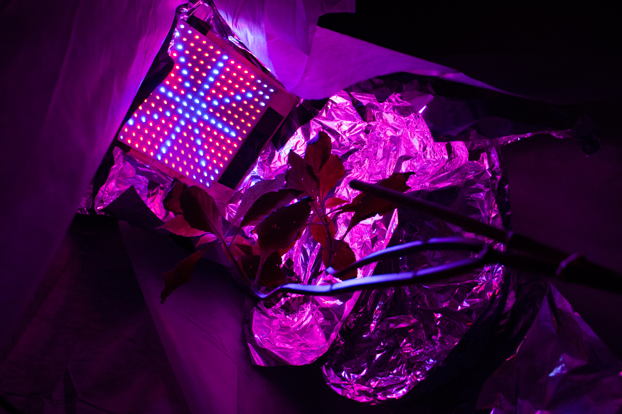 UV light, life support system and psychoactive plants.